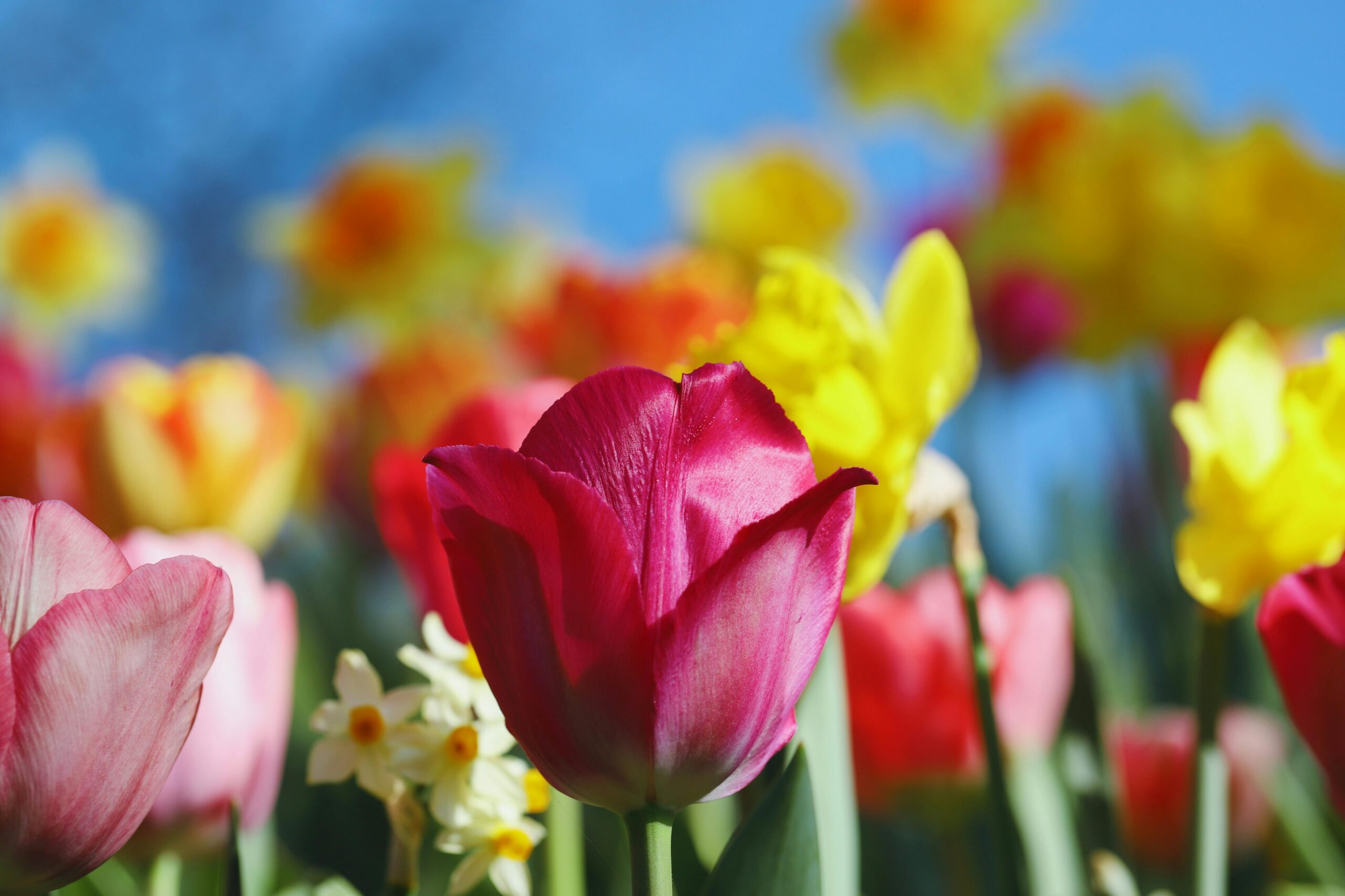 tulipano rosa e croco su cielo blu